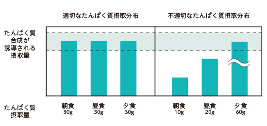 1日の中でのたんぱく質摂取量の分布