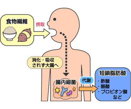 短鎖脂肪酸