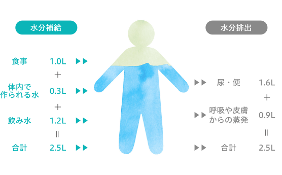 1日の水分補給と排出のバランス