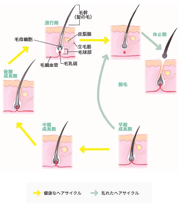 髪の毛は健康のバロメーター 健康マメ知識 からだケアナビ