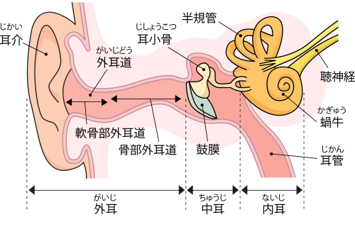 耳の構造