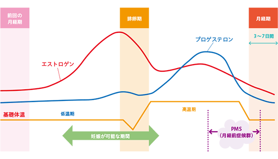 女性ホルモンと基礎体温の推移