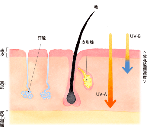 皮膚の構造と紫外線到達度