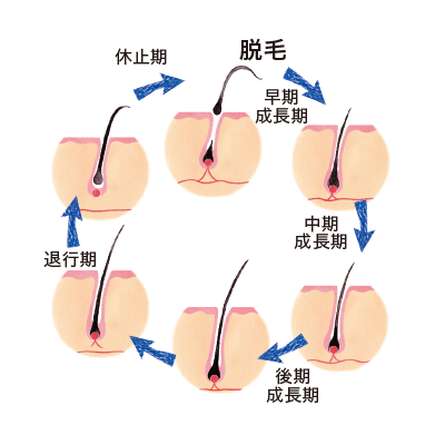 健康なヘアサイクル