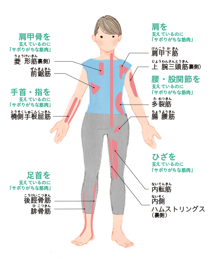 6つの重要関節に関わる12のサボリ筋