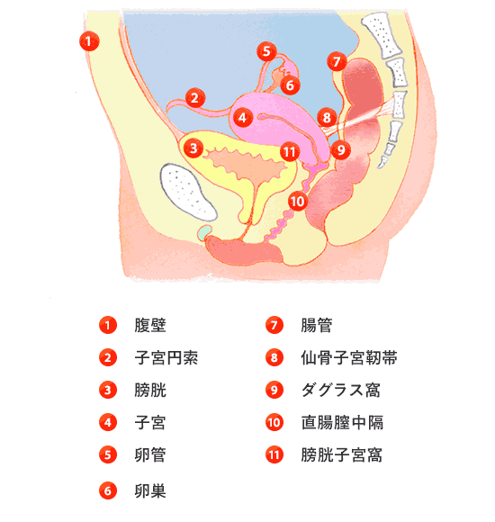 1膣壁　2子宮円策　3膀胱　4子宮　5卵管　6卵巣　7腸管　8仙骨子宮靭帯　9ダグラス窩　10直腸膣中隔　11膀胱子宮窩