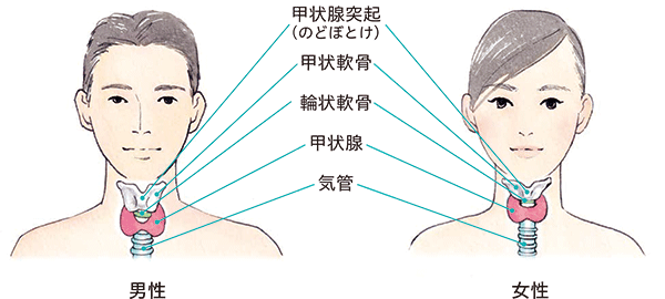 バセドウ 病 症状