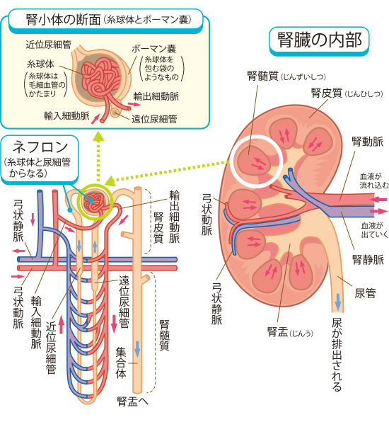 腎臓 の 病気