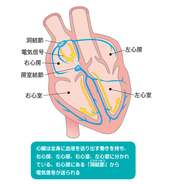 心臓の働き