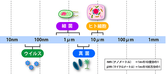 ウイルス、細菌、真菌、ヒト細胞の大きさ