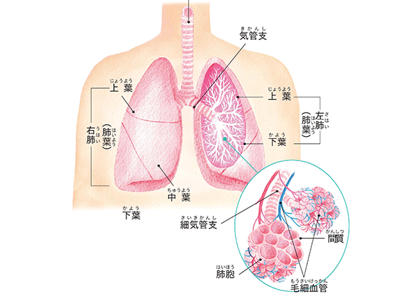 肺の仕組み