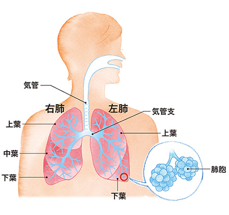 気管支の細胞や気管支の先端にある肺胞