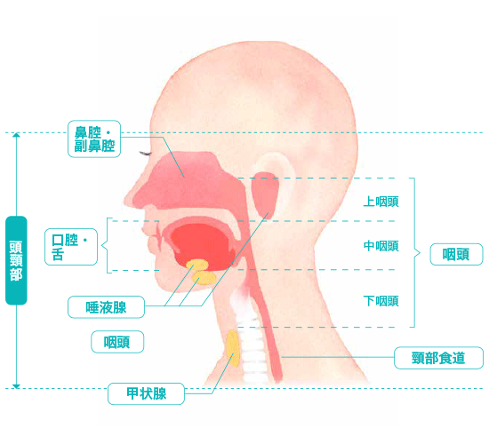 頭頸部がんができる主な部位