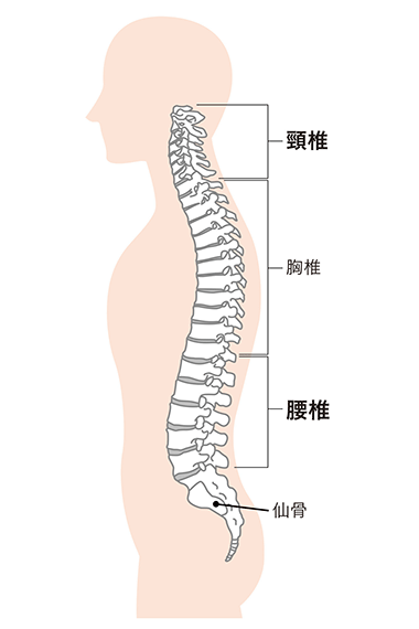 横から見た背骨の状態