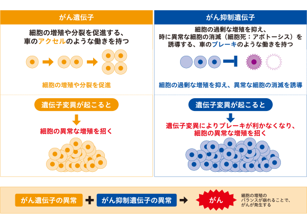 がんの発生に関わる2種類の遺伝子