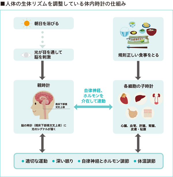 人体の生体リズムを調整している体内時計の仕組み