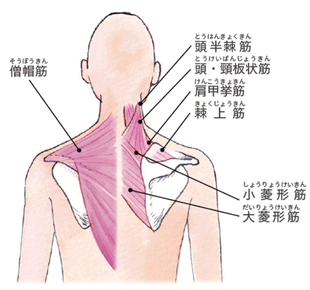 「肩甲骨」の画像検索結果