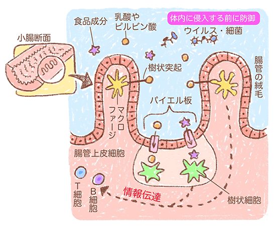 腸は免疫細胞を制御する