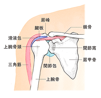 肩関節まわりの名称