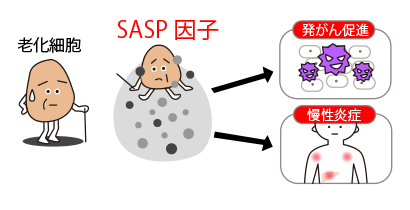 SASP（細胞老化随伴分泌現象のイメージ）
