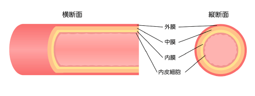 血管内の構造
